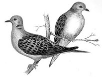 2 doves